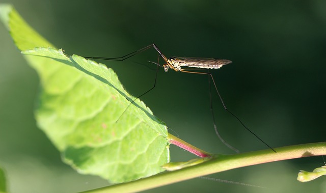 Learn about four important mosquito control tips for homeowners.