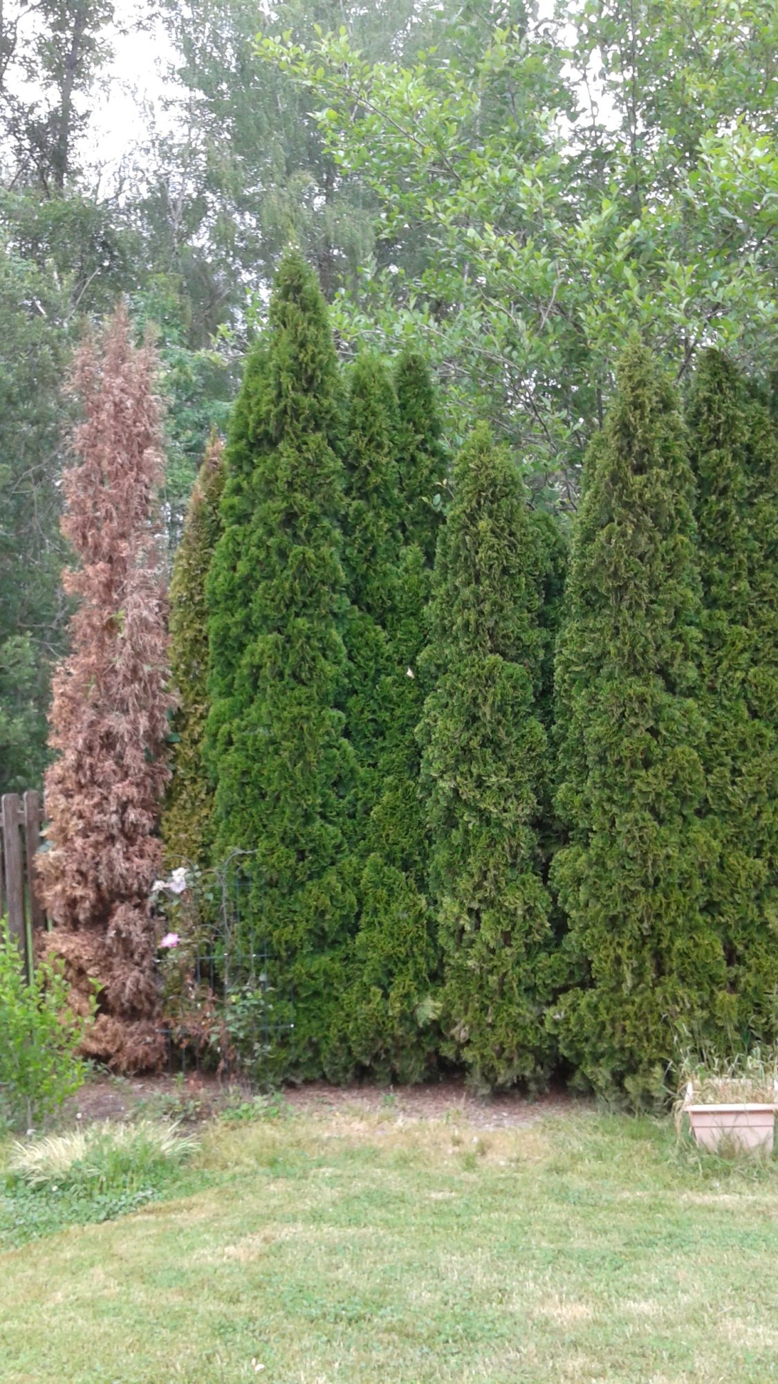 Learn about how Maryland plants are facing root rot from heavy rains.