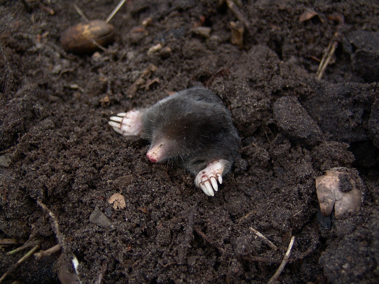 Learn how to get rid of moles in your landscape.
