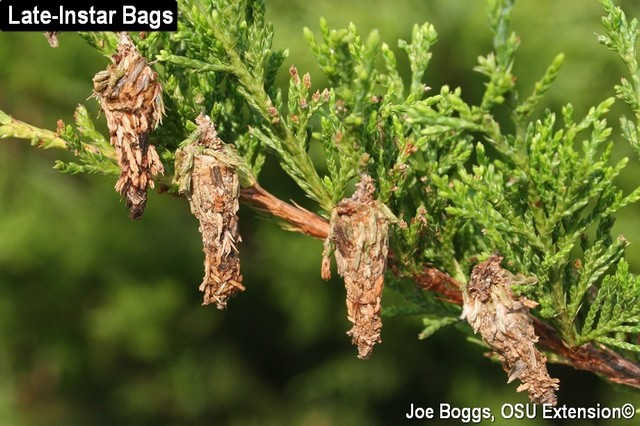  Learn how to get rid of a bagworm infestation.