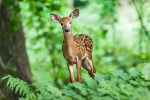 Learn how to keep deer from feeding on your plants.