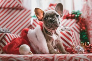 a puppy in a cute holiday photo