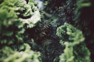 evergreen trees and shrubs