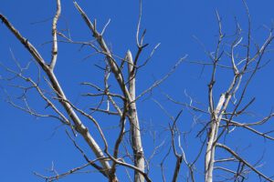 indicators of a sick or dying tree