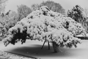 a large tree with branches covered in heavy snow