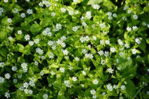 edible weeds chickweed