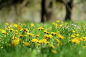 four edible weeds dandelions