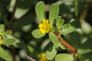 edible weeds purslane