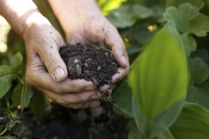 healthy soil and serotonin