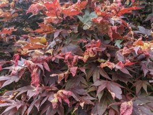 damage to red maples