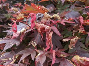 signs of damaged red maples