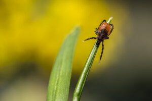 how to avoid deer tick bites