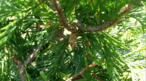 how to treat bagworm damage