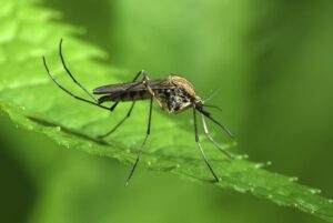 how to control mosquitos how to control mosquitos