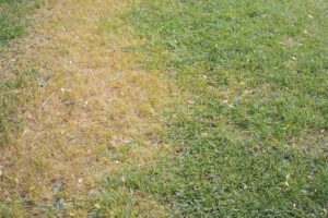 reasons for summer lawn stress