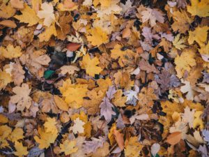 fallen leaves