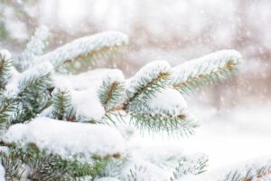 protect evergreen trees from winter burn
