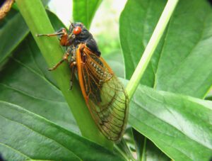 scientific plant service maryland periodical cicadas