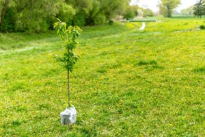 scientific plant service how to plant a tree