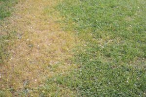 scientific plant service lawn fungi