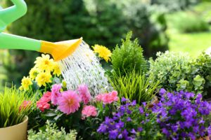 scientific plant service overwatering plants scientific plant service overwatering plants