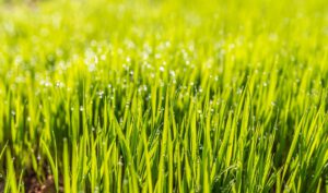 scientific plant service healthy lawn scientific plant service healthy lawn
