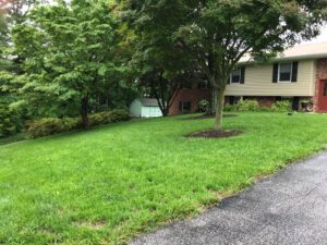 scientific plant service keep grass green scientific plant service keep grass green