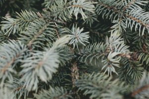 Scientific Plant Service care for evergreen trees