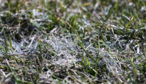 Scientific Plant Service snow mold
