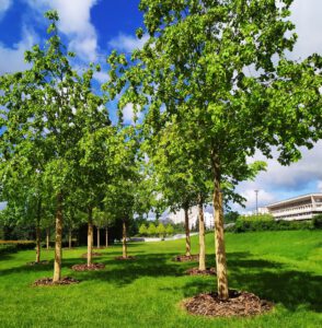 scientific plant service summer tree care
