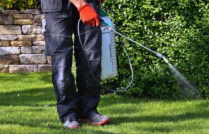 scientific plant service pre-emergent weed control