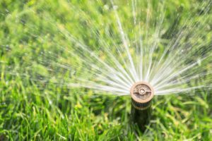 scientific plant service watering your lawn in summer scientific plant service watering your lawn in summer