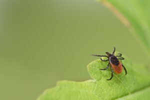 scientific plant service baltimore tick control