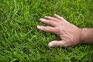 scientific plant service year-round lawn care