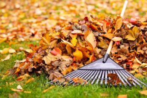 scientific plant service managing fallen leaves