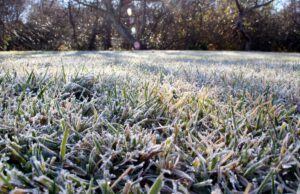 scientific plant service morning frosts damage your lawn