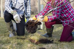 scientific plant service plant trees in winter scientific plant service plant trees in winter