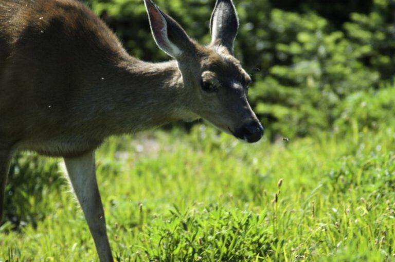 scientific plant service baltimore deer repellent services