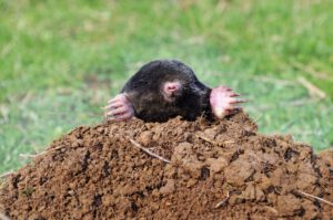 scientific plant service baltimore mole control services