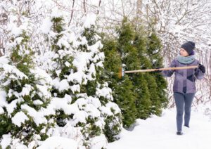 scientific plant service keep trees healthy this winter