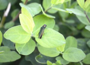 baltimore emerald ash borer control services