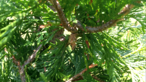 scientific plant service baltimore bagworm control services