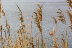 scientific plant service baltimore phragmites control services