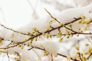 scientific plant service ice-covered trees and shrubs scientific plant service ice-covered trees and shrubs