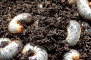 scientific plant service winter lawn pests