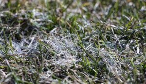 scientific plant service preventing winter lawn diseases