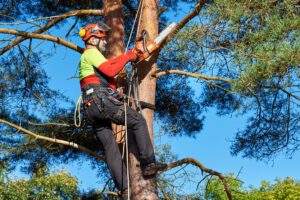 scientific plant service baltimore licensed arborists