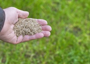scientific plant service overseeding your lawn