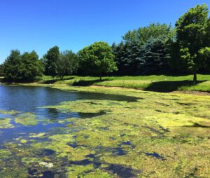 scientific plant service algal blooms