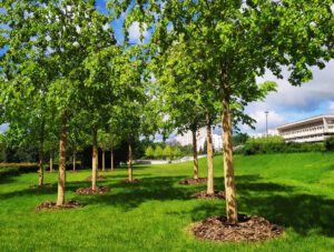 scientific plant service rehydrate your trees